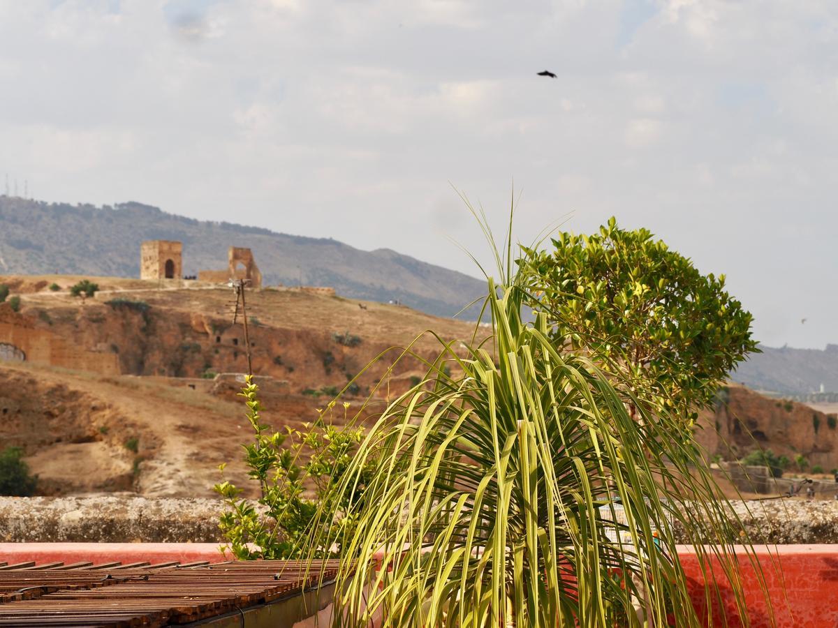 Toyour- Of Birds 3*