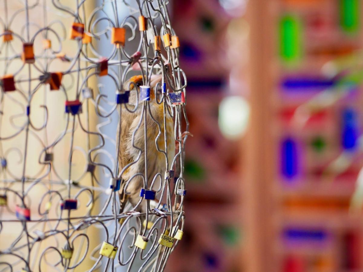 Riad Toyour- Of Birds Fez